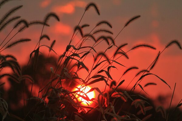 Espiguillas de hierba al amanecer