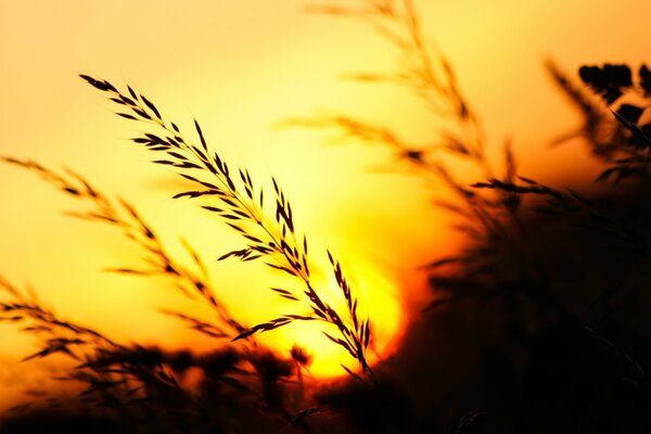 Das Gras spiegelt sich in den Strahlen der Sonnenuntergangssonne