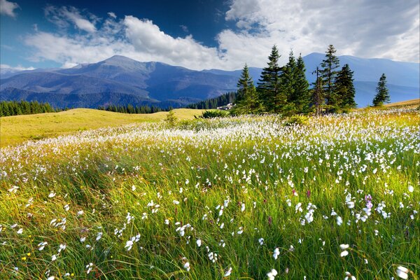 Radura verde con fiori bianchi su sfondo di montagne e boschi