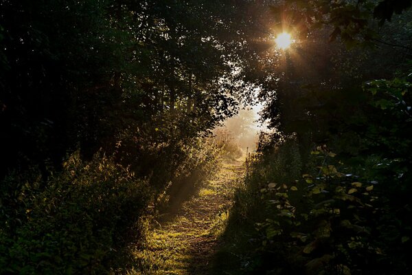 Forest path leading to sunny glade