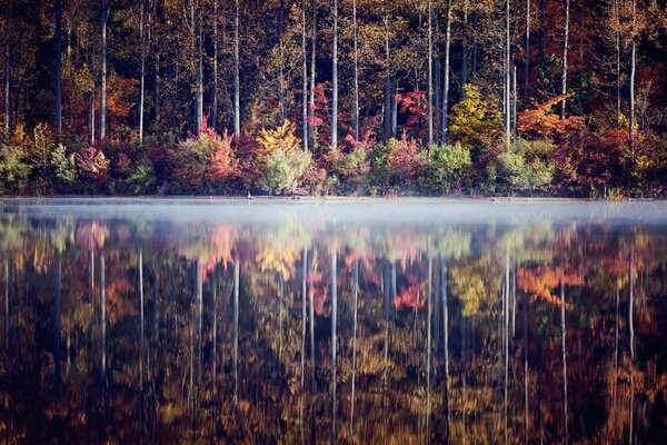 Réflexion précise des arbres dans l eau