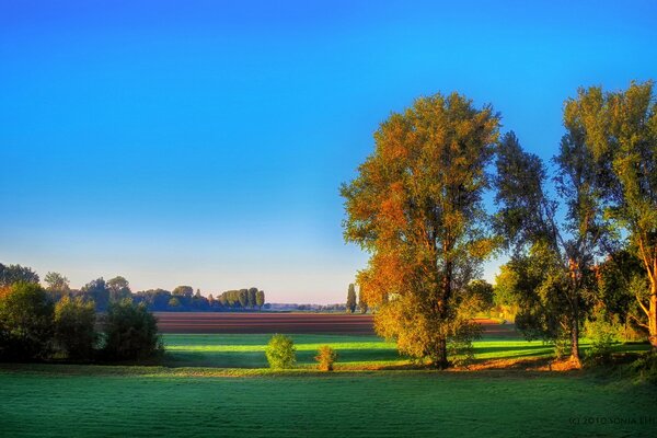 Mattina sopra la radura autunnale della foresta