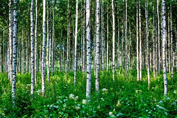 Трава и березы в летнем лесу