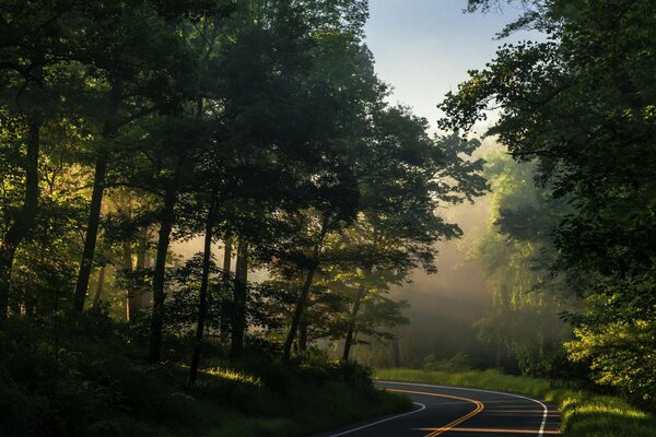 A road going through a dense forest