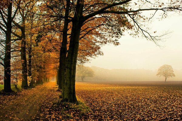 Route à travers la chute des arbres d automne