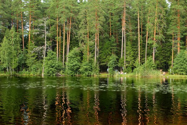 Petersburski las z pięknymi drzewami