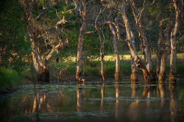 Unusual trees in the forest