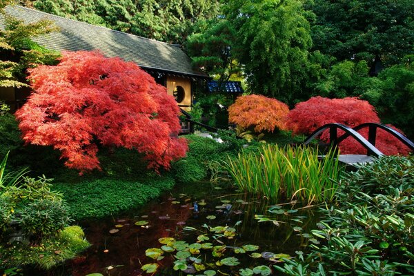 Japanese garden with amazing bright red flowers of gigantic size next to the bridge over the pond