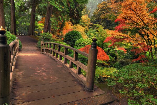 Ponte di legno nella foresta d autunno