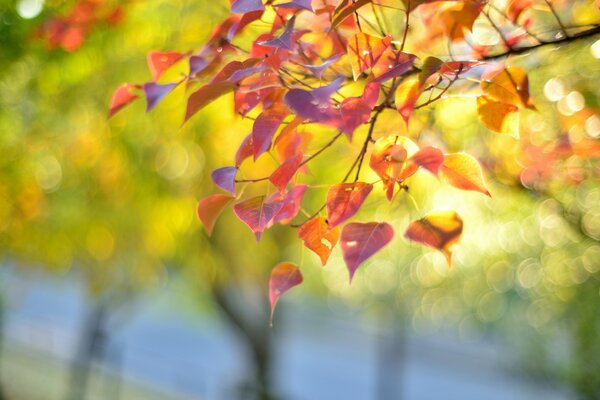 Hojas de otoño contra el agua