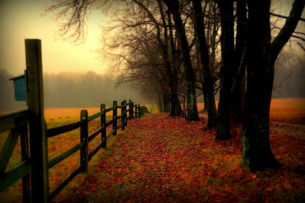 Strada cosparsa di foglie di P role in autunno