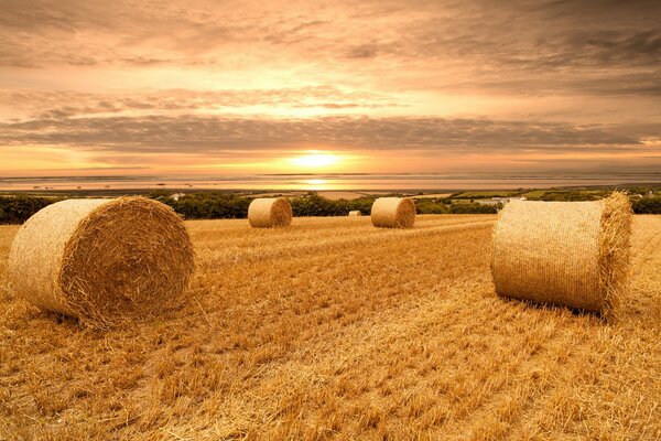 Feld mit Weizenballen bei Sonnenuntergang