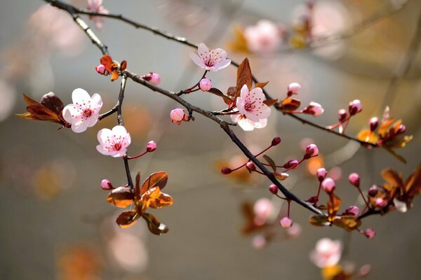 Fleurs sur l arbre. Sakura japonais