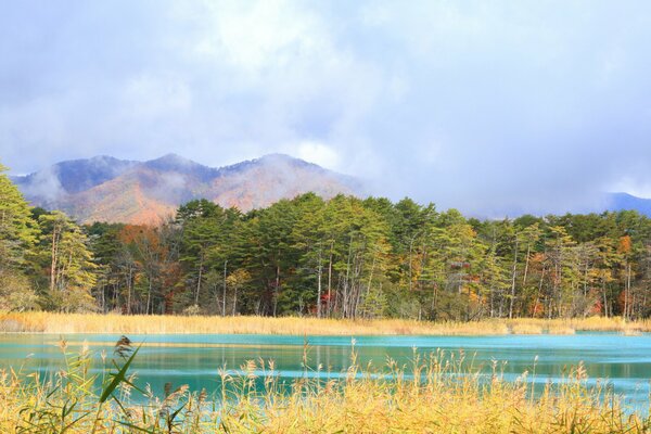 Lago en el bosque cerca de las montañas