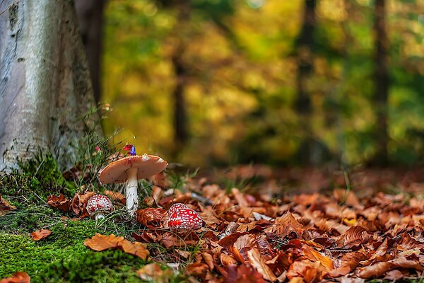 Amanita colorida entre las hojas amarillas