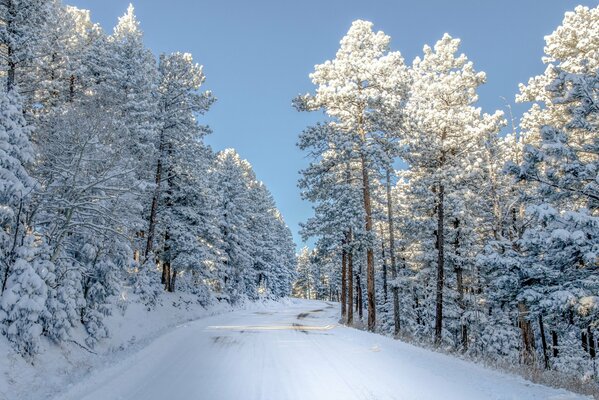 Camino cubierto de nieve en medio del bosque