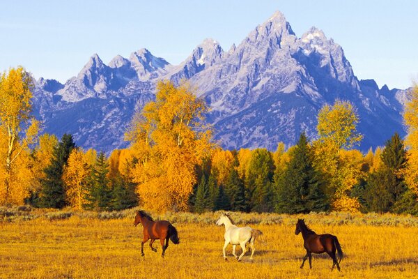 Photo nature chevaux galopant dans le domaine