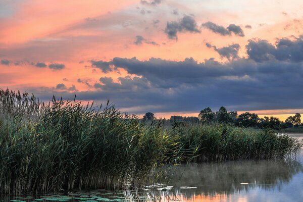 Paesaggio mattutino del lago tra le canne