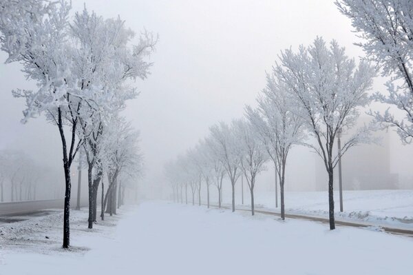 Callejón con árboles en la niebla en invierno