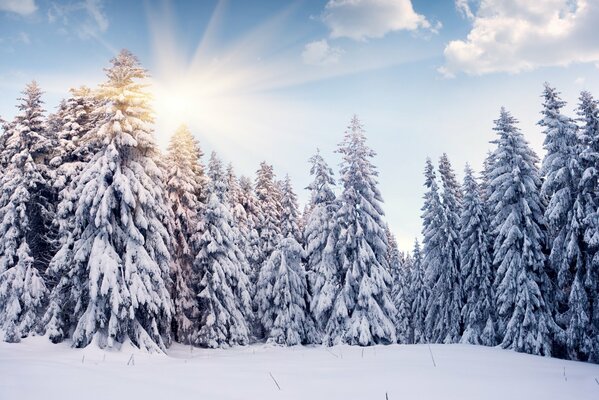 Winterwald unter Sonnenstrahlen