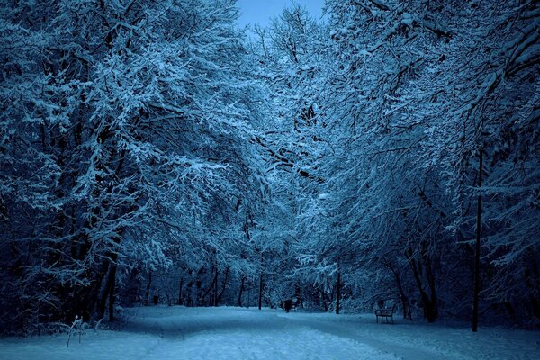 Route dans le parc d hiver dans la nuit