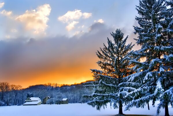 Winter landscape with trees and sky