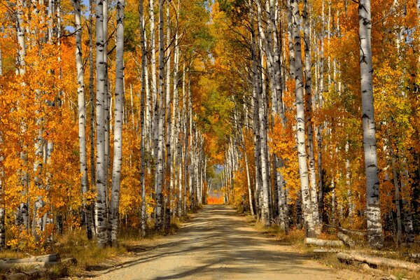 Camino en el bosque de otoño entre los abedules