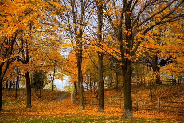 Der Herbstpark ist mit herabfallendem Laub übersät