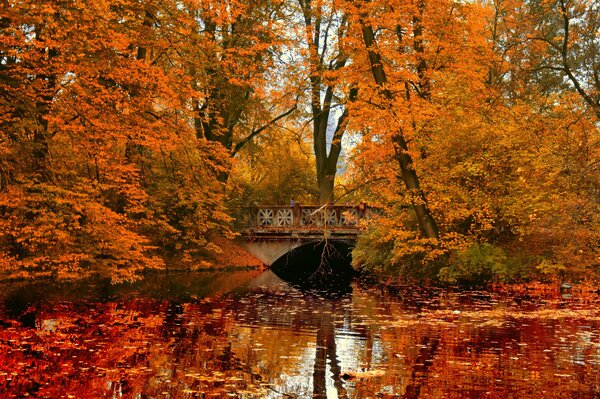 Rivière à travers le pont dans la forêt d automne