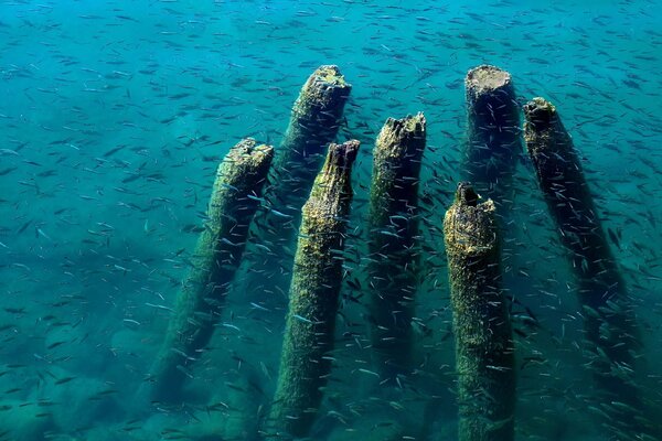 Pequeños peces en el mar y piedras