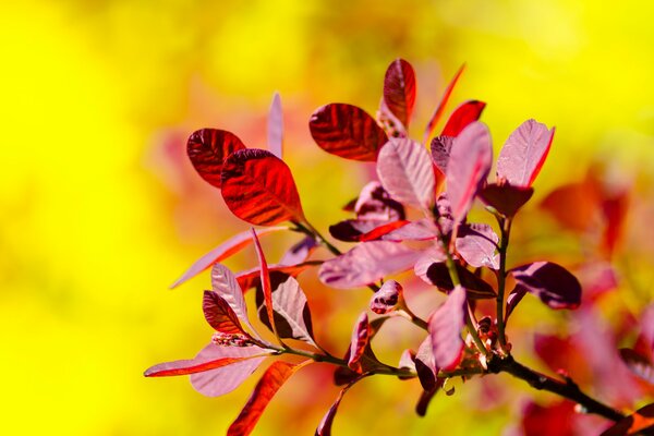 A branch of autumn foliage on a yellow background