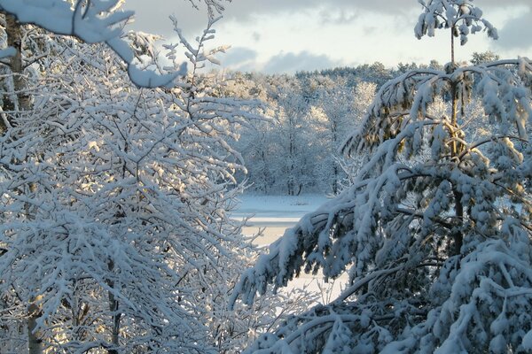 Arbres enneigés d hiver sous le FNEB