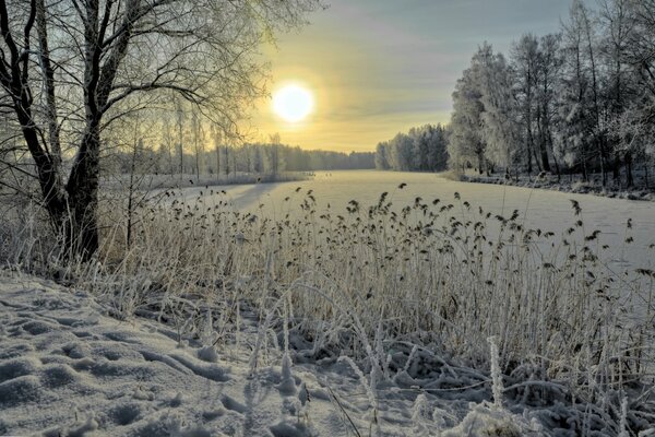 Gefrorenes Schilf auf einem schneebedeckten Fluss