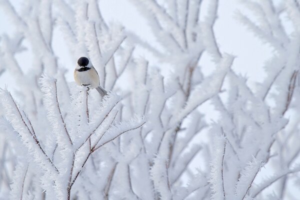 Schneebedeckte Äste und ein Vogel darauf