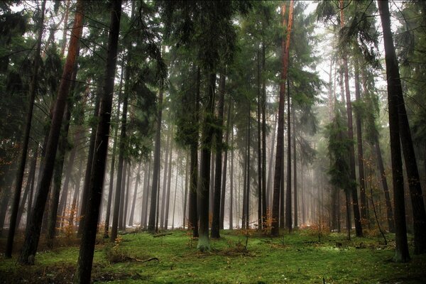 Niebla en el bosque de coníferas de otoño