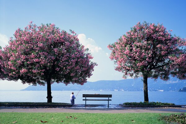 Foto Sakura en flor lago