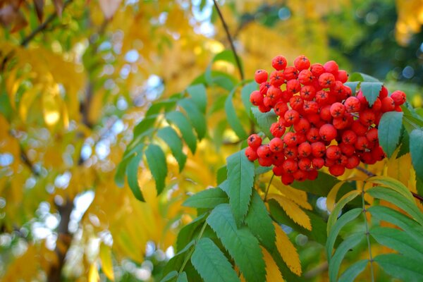 Hojas amarillas de otoño con bayas