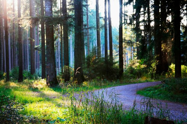 Forest road in summer early in the morning