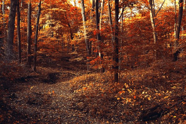 Camino de follaje oculto en el bosque