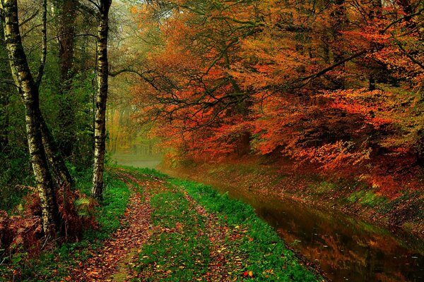 Herbstwald mit Fluss entlang des Weges