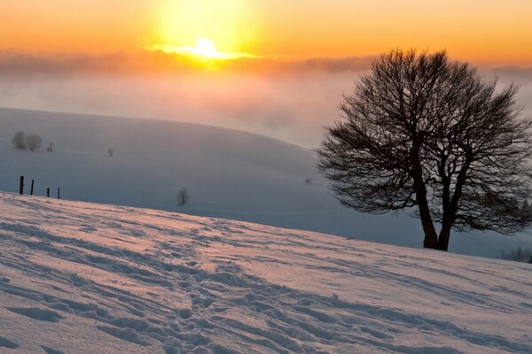 Niebla en invierno y sol en la naturaleza