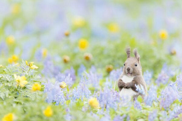 Eichhörnchen auf einem Blumenfeld