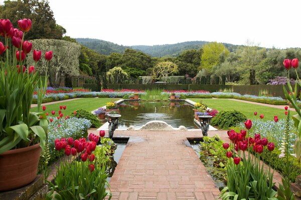 Tulipes rouges dans le jardin de concepteur