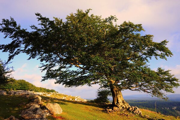 Arbre solitaire sur la montagne sur fond de ciel bleu