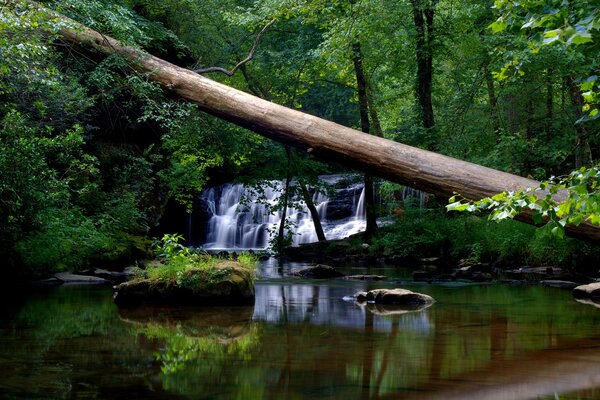 A fallen tree on the background of a waterfall in the forest