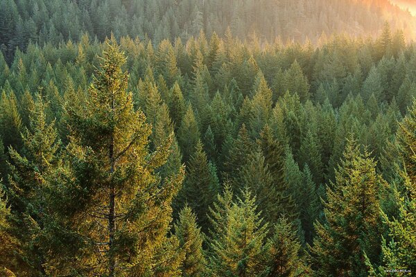 Taiga verde sin fin en el fondo del sol naciente