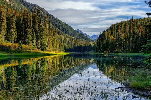 Fiume di montagna ricoperto di erba e circondato da alte foreste su tutti i lati