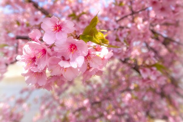 Image of a blooming pink sakura, flowers on branches