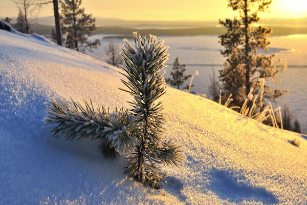 Kleine Kiefer bei Sonnenuntergang im Schnee