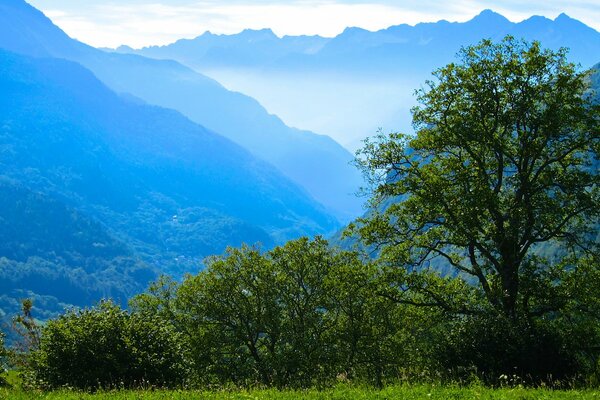 Alberi verdi ai piedi